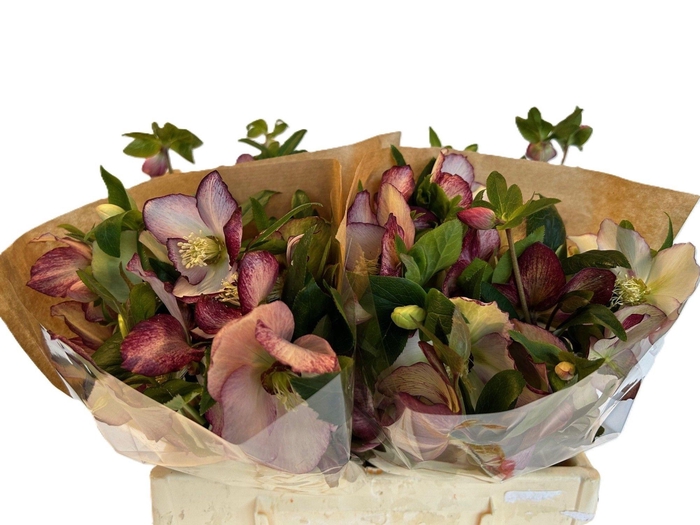 <h4>HELL OR QUEENS PICOT</h4>