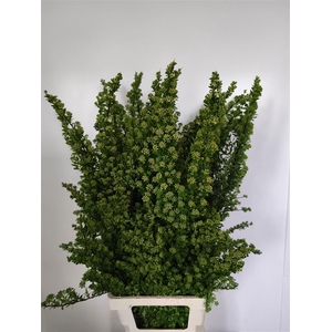 Spiraea Nip Snowmound
