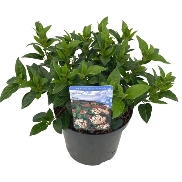 Viburnum Tinus C5