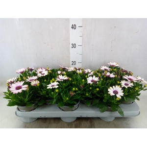 Osteospermum  'Margarita Eclips 20'