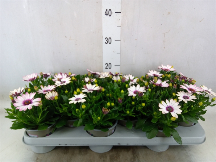 <h4>Osteospermum  'Margarita Eclips 20'</h4>