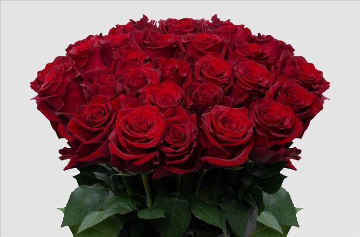 <h4>Rosa ec explorer</h4>