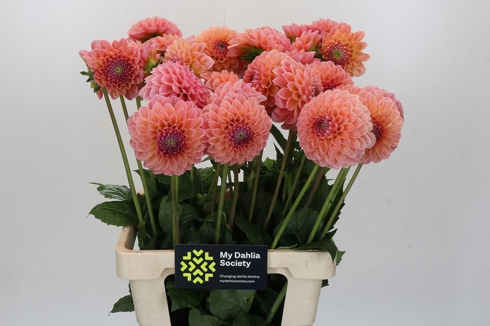 <h4>Dahlia Linda's Baby</h4>