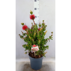 Callistemon citrinus