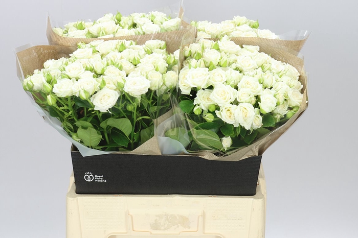 <h4>Rosa Tr Josephine</h4>