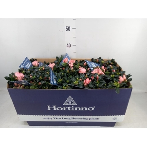 Rhododendron sim. 'Hor Chris Magic'