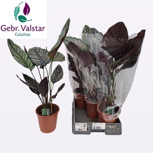 CALAT SANDERIANA