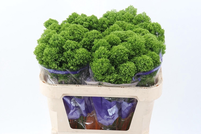 <h4>Trach Jade BOX</h4>