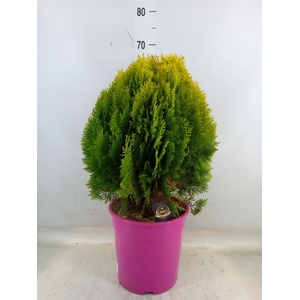 Platycladus orient. 'Aurea Nana'