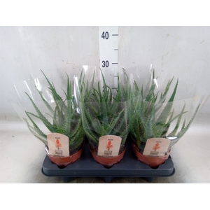 Aloe arborescens