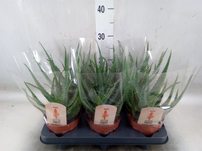 <h4>Aloe arborescens</h4>