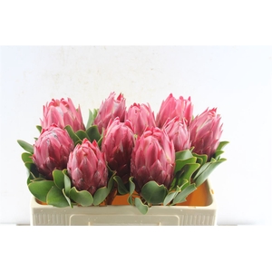 Protea Cy Red Rex C