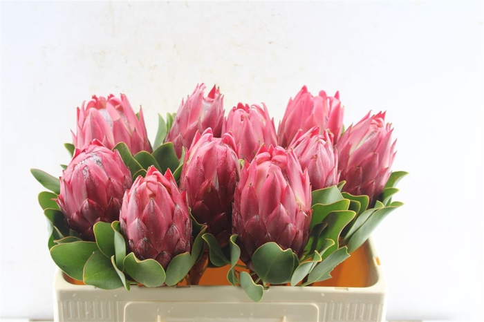 <h4>Protea Cy Red Rex C</h4>
