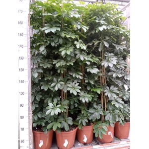 Schefflera arbor. 'Compacta'