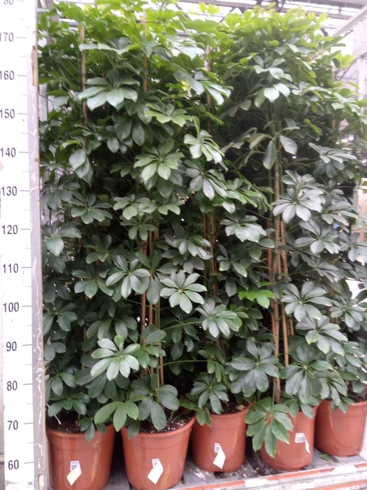 <h4>Schefflera arbor. 'Compacta'</h4>