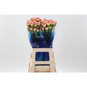 Di St Yellow Viana Hi