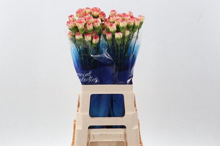 <h4>Di St Yellow Viana</h4>