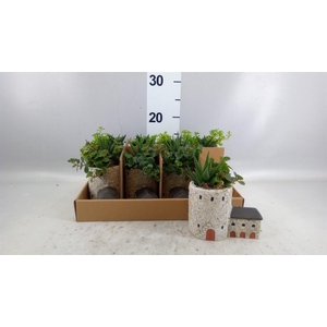 Arr.   Kamerplant Groen L%