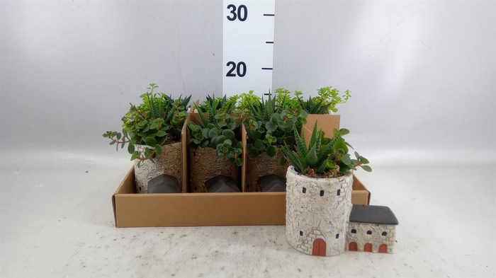 <h4>Arr. Kamerplant Groen L%</h4>