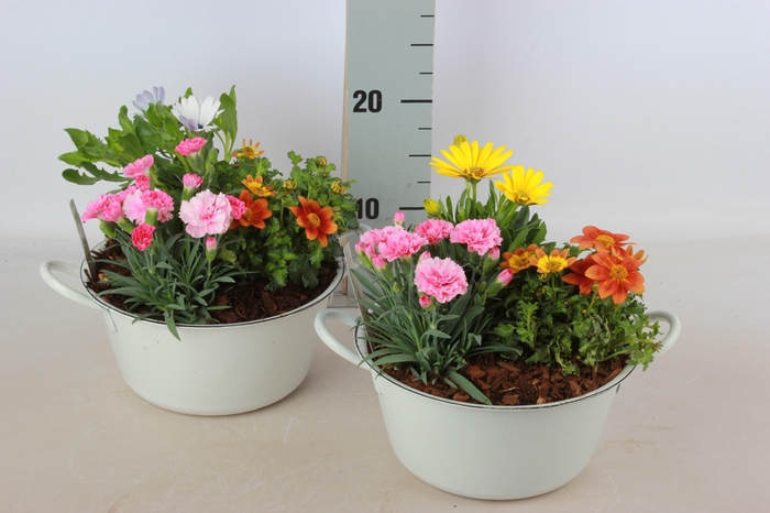 <h4>ARR TUINPLANTEN</h4>