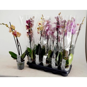 PHAL GEM
