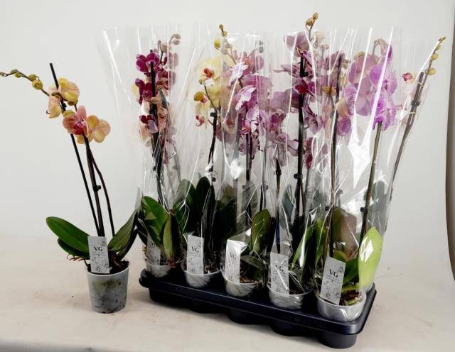 <h4>PHAL GEM</h4>