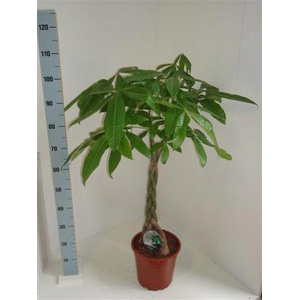 Pachira aquatica 21Ø 110cm
