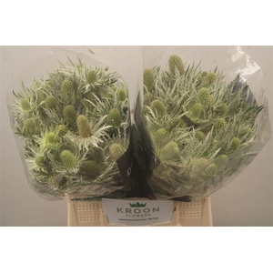 Eryngium Love White Green