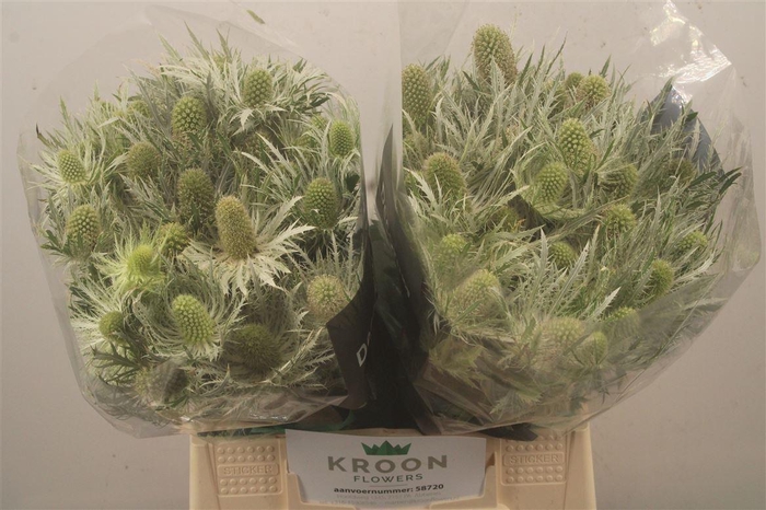 <h4>Eryngium Love White Green</h4>
