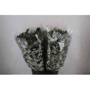 Steeneik Leaves P Bunch