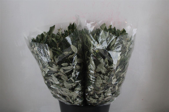 <h4>Steeneik Leaves P Bunch</h4>