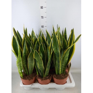 Sansevieria trifa. 'Laurentii'