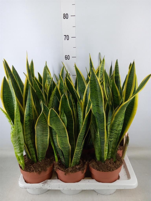 <h4>Sansevieria trifa. 'Laurentii'</h4>