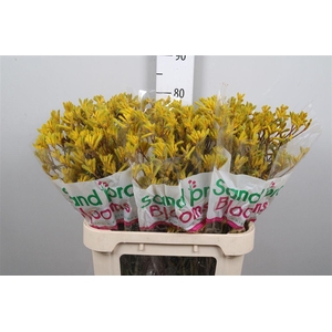 Anigoz Yellow G