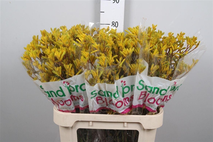 <h4>Anigoz Yellow G</h4>