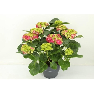 Hydrangea Macrophylla rood 10+, beperkt leverbaar