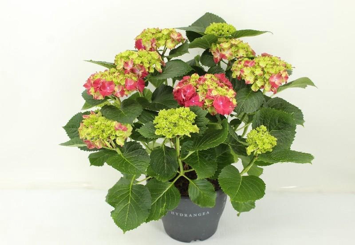 <h4>Hydrangea Macrophylla rood 10+, beperkt leverbaar</h4>