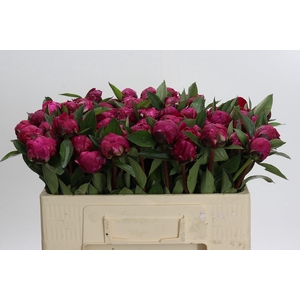 Paeonia Red Sarah