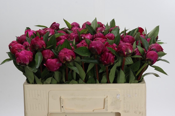 <h4>Paeonia Red Sarah</h4>