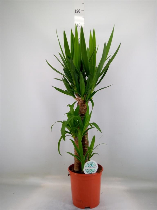 <h4>Yucca   ...</h4>