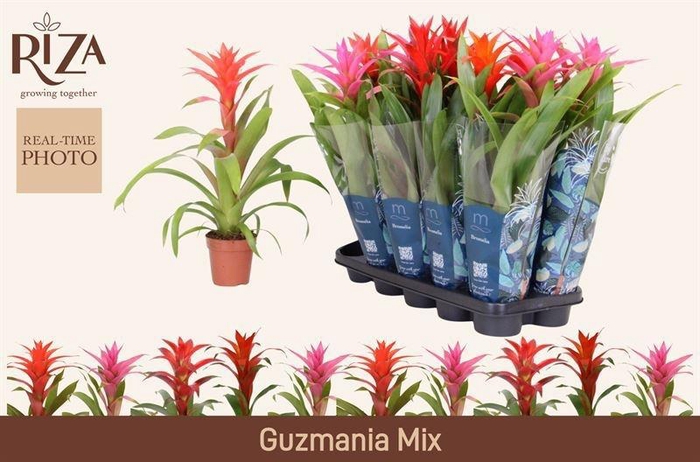 <h4>GUZM GEM 5 SRT</h4>