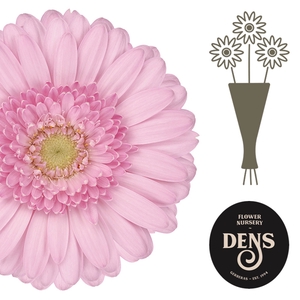 Germini Kimsey Water