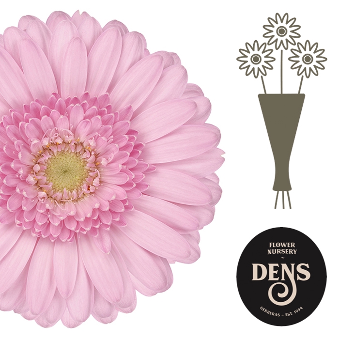 <h4>Germini Kimsey Water</h4>