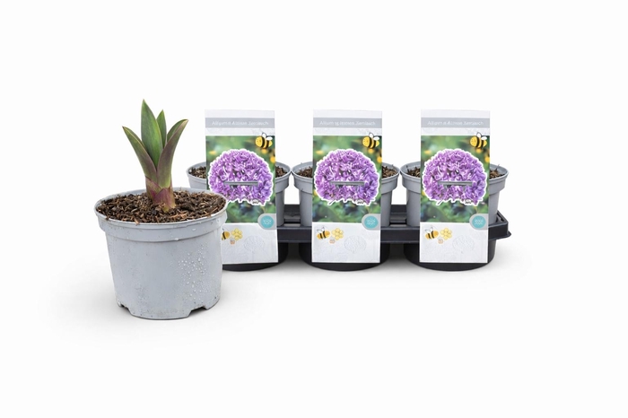 <h4>ALLI GIGANTEUM</h4>