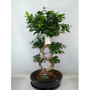Ficus microcarpa 'Ginseng'