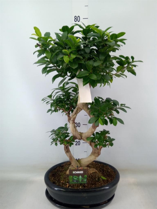 <h4>Ficus microcarpa 'Ginseng'</h4>