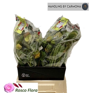 Papaver Or Pizzicato