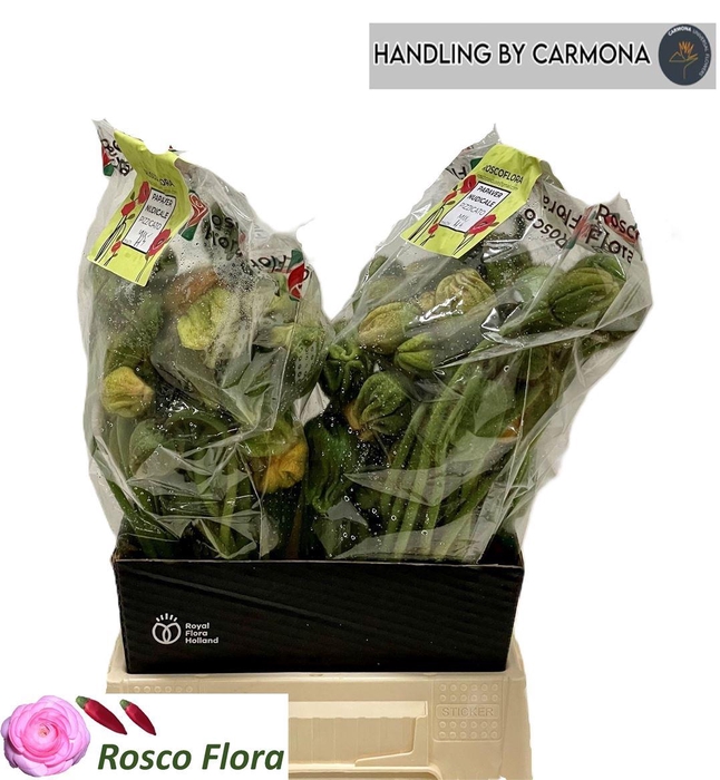 <h4>Papaver Or Pizzicato</h4>