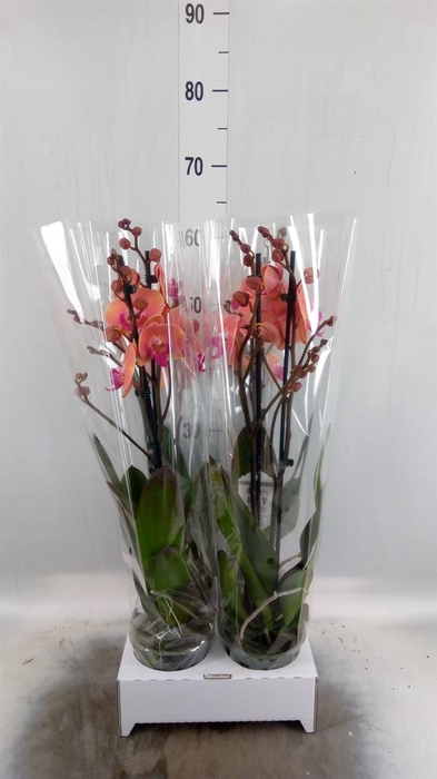 <h4>Phalaenopsis   ...orange</h4>