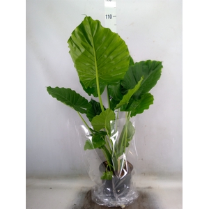 Alocasia gageana